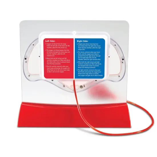 Pumping Heart Model {4}