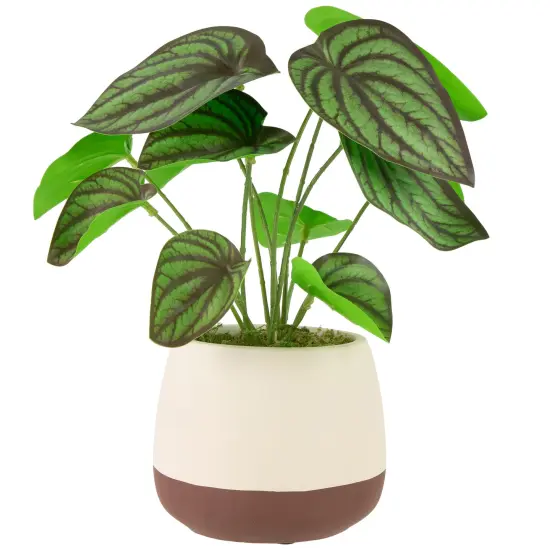 Northlight Artificial Peperomia Plant in Two-Tone Ceramic Pot - 10.25" Green {1}