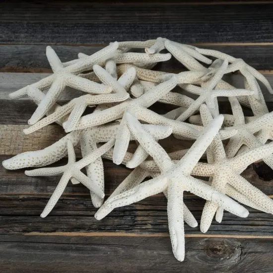 Finger Starfish White Uniquely Shaped Assortment 2" to 5" 15 Pieces Craft Starfish Imperfect Starfish for Craft and Decoration {1}