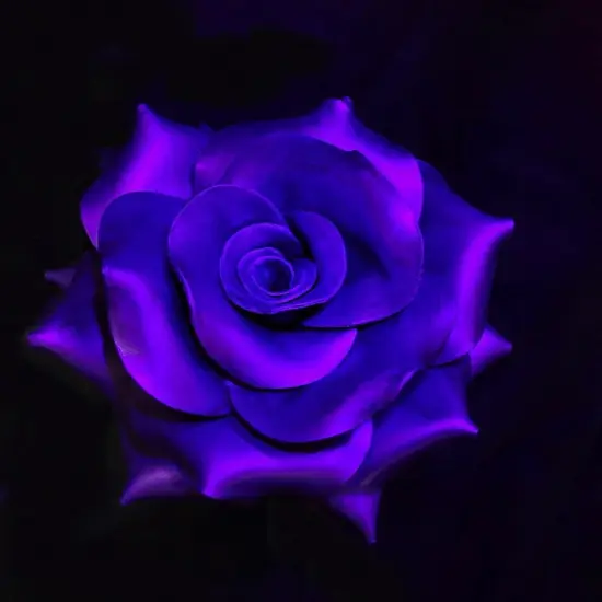 Color Changing Powder Pigment Thermochromic Temperature Heat Sensitive Blue-violet at 82&deg;f {5}