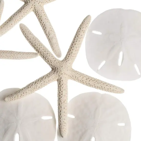 White Finger Starfish and Sand Dollar Collection (3) 4"-6" White Finger Starfish and (3) 3" - 3 1/2" White Sand Dollars Wedding Seashell Craft 1 Pack {2}