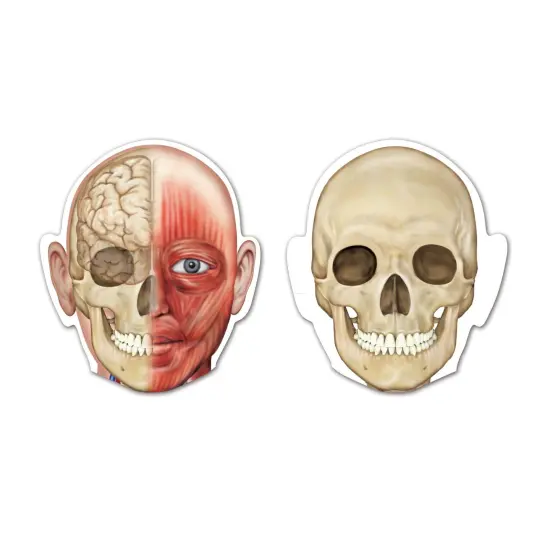 Double-Sided Magnetic Human Body Set, 17 Pieces {2}