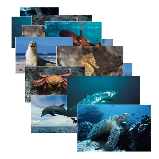Sea Life Poster Set, Set of 14 {1}