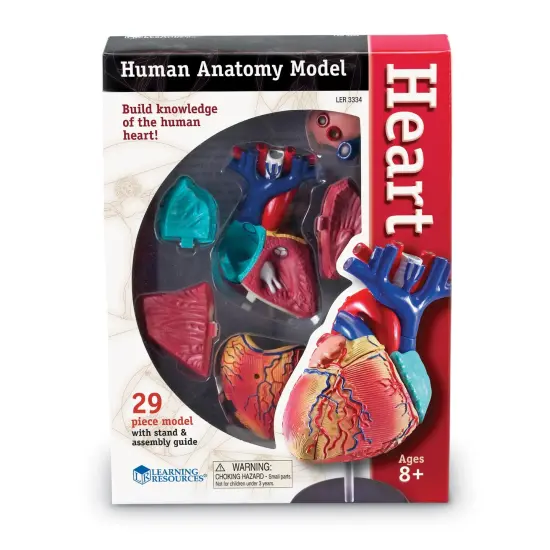 Heart Anatomy Model {3}