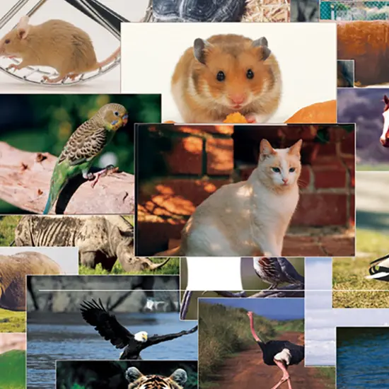 Animals & Insects Posters Mega Set, 14" x 19", Set of 48 {2}