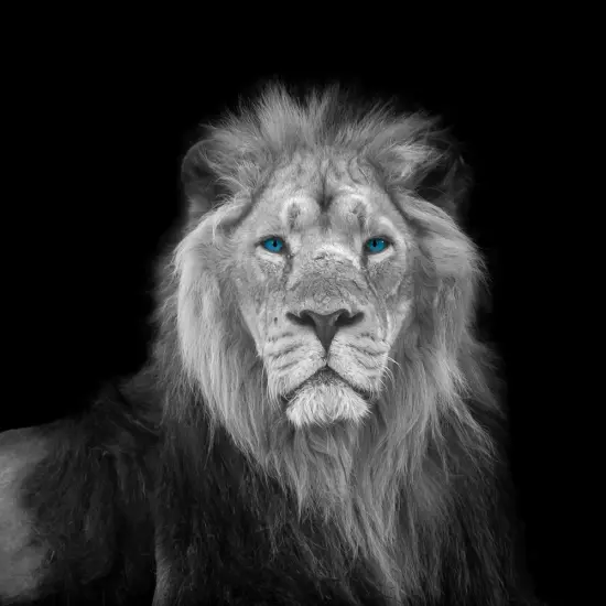 Blue eyes lion face Poster Print by Assaf Frank # AF202009211189C11G {1}