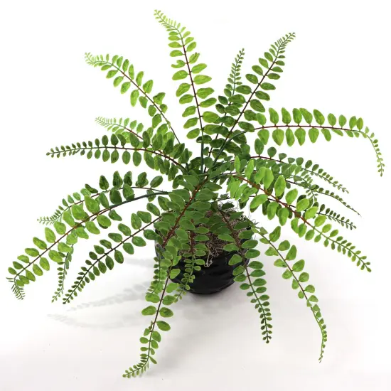 12-Pack: 18" Realistic Buckler Fern Bush with 7 Sprays {3}