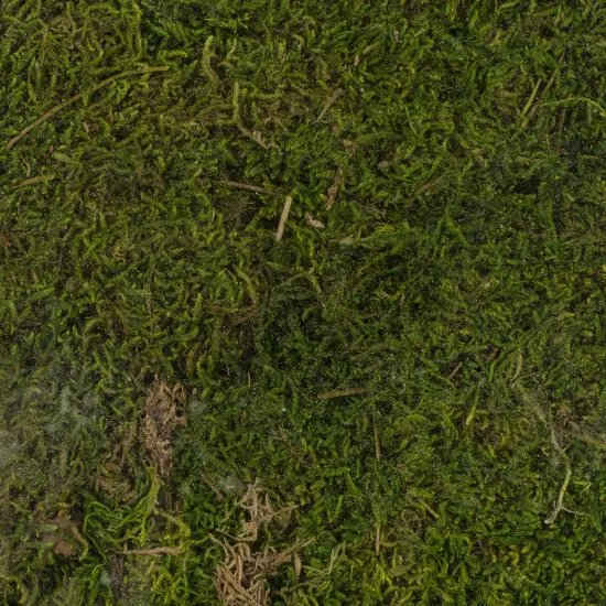 SuperMoss Preserved Sheet Moss-8oz {2}