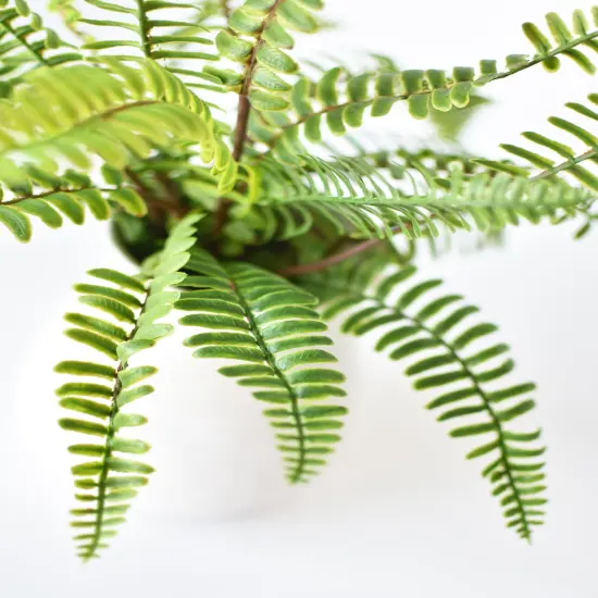 17" Faux Green Boston Fern Bush {4}
