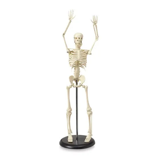 My First Skeleton - 16-1/2" {1}