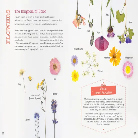 The Little Book of Flower Pressing: All the Basics Plus 11 Projects to Inspire You {3}