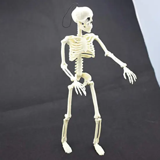 XONOR 16&rdquo; Posable Halloween Skeleton- Full Body Halloween Skeleton with Movable Joints for Haunted House Props Decorations (1pc) {5}