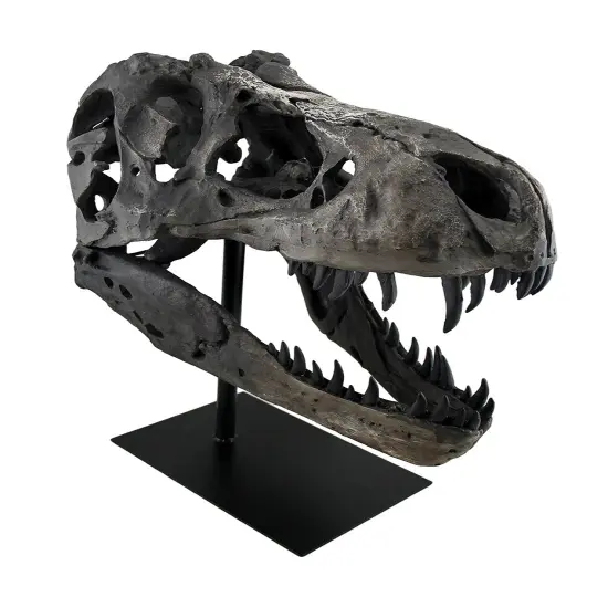 Gray Finished Tyrannosaurus Rex Fossil Skull Statue On Museum Mount T-Rex {1}