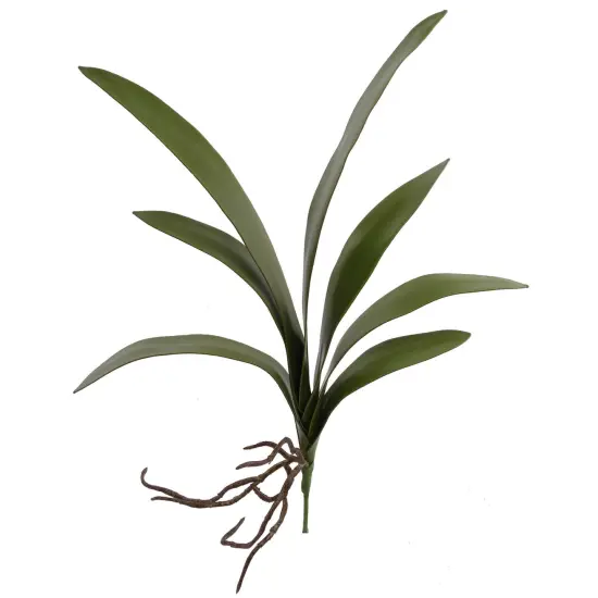 Cymbidium Orchid Leaf Pick: Set of 24, 20-Inch, with Roots, Floral Home by Artificial Flowers {1}