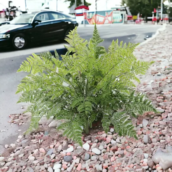 6-Pack: Leather Fern Bush with 7 Sprays, 28" Wide, Floral Home by Artificial Flowers {4}