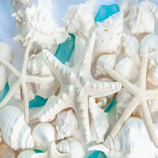 Sea Shells | Real Mixed Beach Seashells with Real Starfish & Caribbean Blue Sea Glass Seashell Wedding (2 Pack) {3}