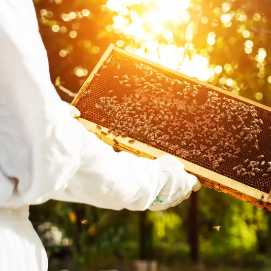 Stoney Acres Beekeeping Beehive Frame, Wired Beeswax Foundation, Deep Assembled, Honey Bee Hive, Amish Made {6}