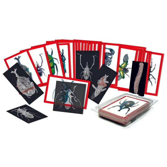 Insect X-rays and Picture Cards, Pack of 36 {1}