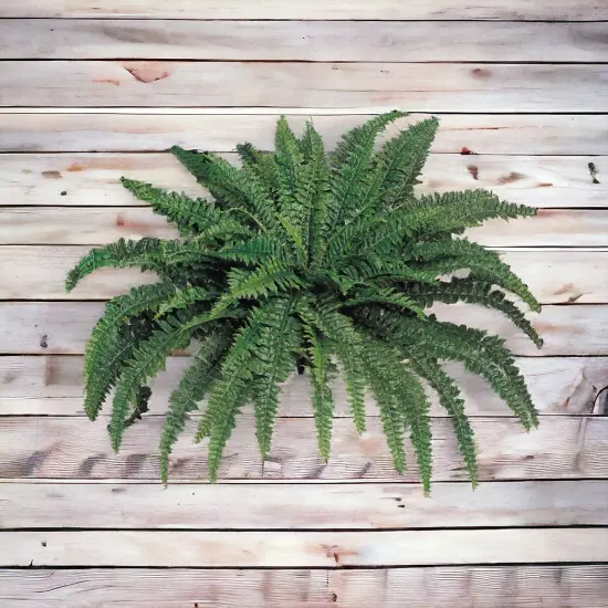 2-Pack: Boston Fern Plant with 88 Silk Fronds, 48" Wide, Floral Home by Artificial Flowers {3}
