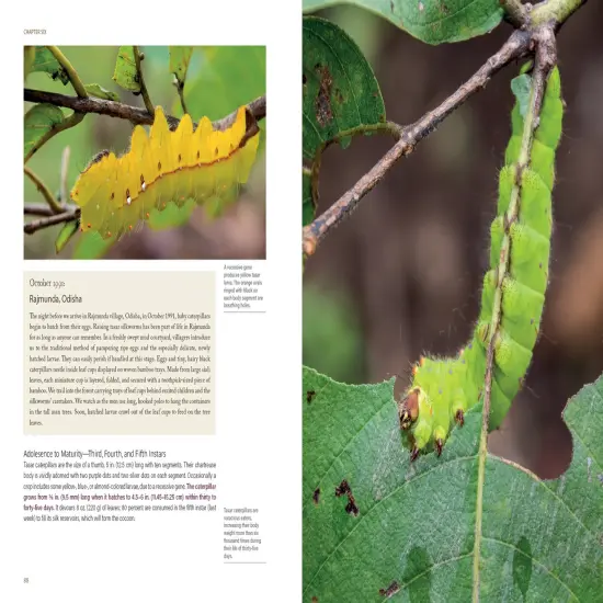 In Search of Wild Silk {4}