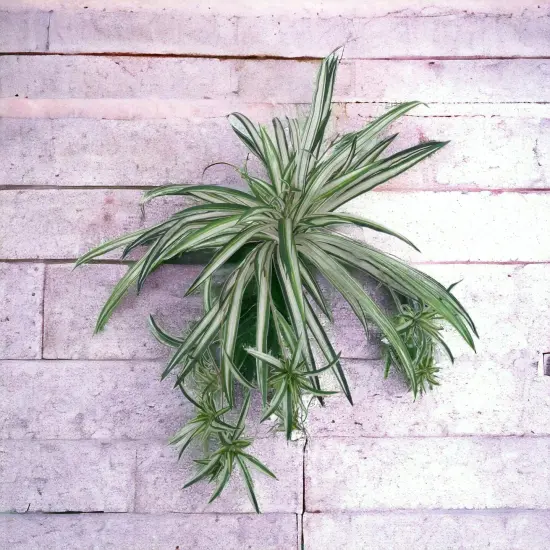 12-Pack: Spider Fern Plant with 60 Silk Fronds, 32" Wide by Floral Home&reg; {2}