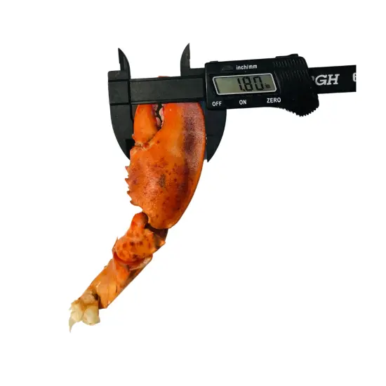 1pc Realistic Cooked Right Lobster Claw Silicone Mold| Food Shape Silicone Mold| Soap| Candle | Mold for Wax| Mold for Resin| Not Food Grade {3}