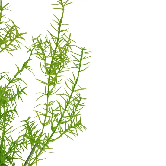 Allstate Soft Sprengeri Artificial Hanging Spray - 26" - Green {5}