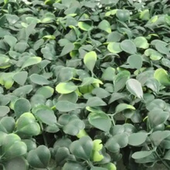 Artificial Green Boxwood Square Panel Mats, 20"X20", Box of 12, Indoor/Outdoor Use, DIY Privacy Panels, Photo Backdrop, Parties & Events, Home & Office Decor, Floral Home by Artificial Flowers {5}