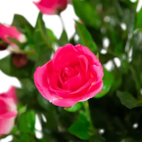 Northlight 47" Potted Green and Pink Artificial Rose Tree {7}