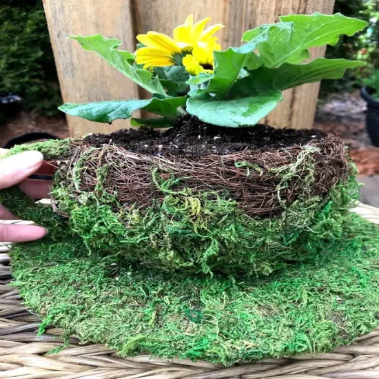 6" Coffee Cup Planter - Natural MOSS & Wicker {6}