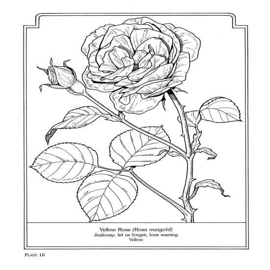 The Language Of Flowers Coloring Book-Softcover {5}
