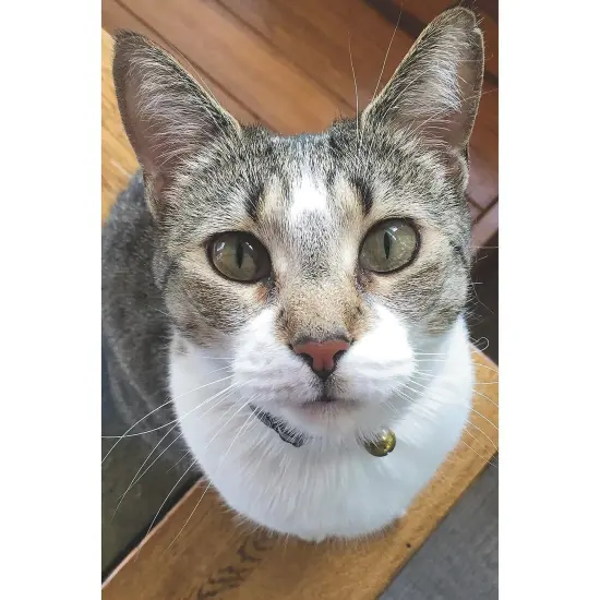 Thera-Jigsaw™ Foam Puzzles Set: Beach Sunset, Cat, Moose, and Yellow Flowers (Set of 4) {5}