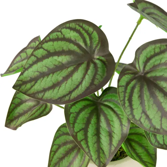 Northlight Artificial Peperomia Plant in Two-Tone Ceramic Pot - 10.25" Green {7}