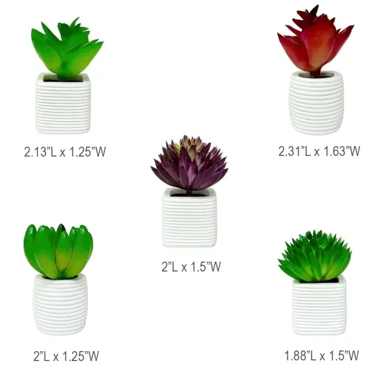 Wrapables 3D Resin Fridge Magnets, Food Simulation, Succulents, Famous Faces Refrigerator Magnets for Kitchen (Set of 5) {6}