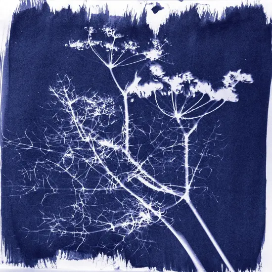 Jacquard Cyanotype Chemistry Set {4}