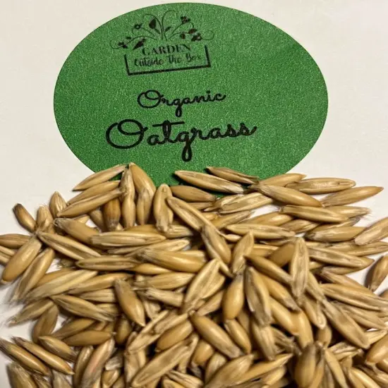 Cat Grass Organic Seed Kit - BEST Ever {3}
