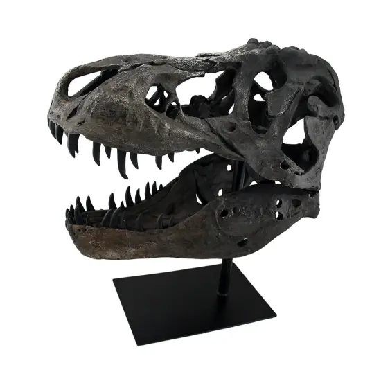 Gray Finished Tyrannosaurus Rex Fossil Skull Statue On Museum Mount T-Rex {4}