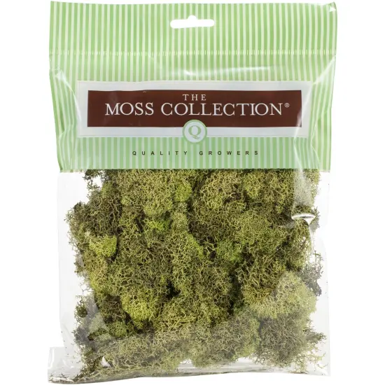 Multipack of 24 - Quality Growers Preserved Reindeer Moss 108.5 Cubic Inches-Spring Green {1}
