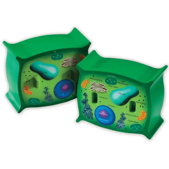 Cross-Section Plant Cell Model {1}