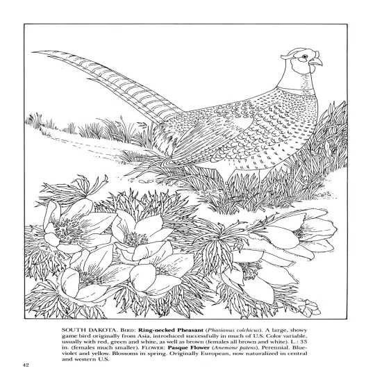 State Birds & Flowers Coloring Book-Softcover {6}