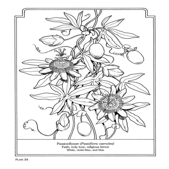 The Language Of Flowers Coloring Book-Softcover {6}