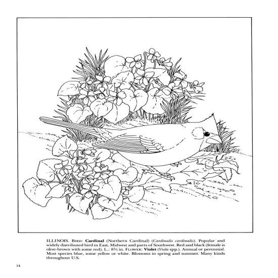 State Birds & Flowers Coloring Book-Softcover {5}