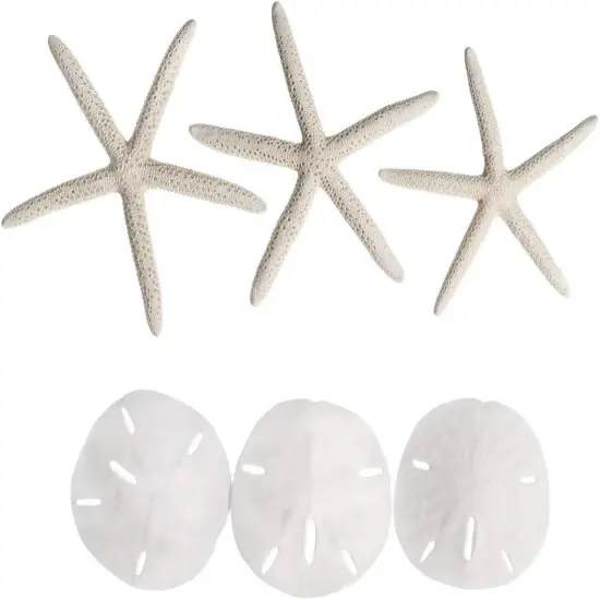 White Finger Starfish and Sand Dollar Collection (3) 4"-6" White Finger Starfish and (3) 3" - 3 1/2" White Sand Dollars Wedding Seashell Craft 1 Pack {4}