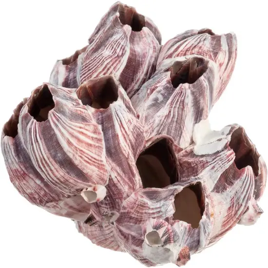 Real Purple Barnacle Cluster 5 to 7 inches Aquarium Ornament Piece for Decoration Natural Barnacle Cluster for Craft and D&eacute;cor {1}