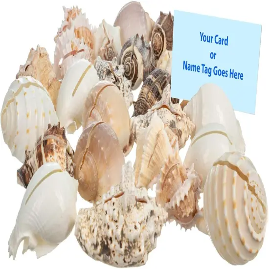 Sea Shell Placecard Holder Set Cut Shells for Beach Wedding Place Cards Shells for Wedding or Event Table D&eacute;cor {1}