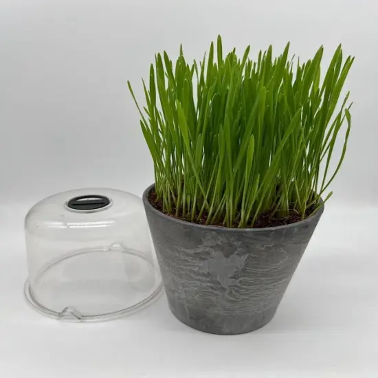 Cat Grass Organic Seed Kit - BEST Ever {2}