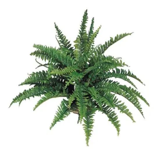 Premium Boston Fern x50, 34"D 2/PC: Lifelike Faux Greenery for Home Displays, Weddings & Centerpieces, Ideal Event & Home Decor {3}