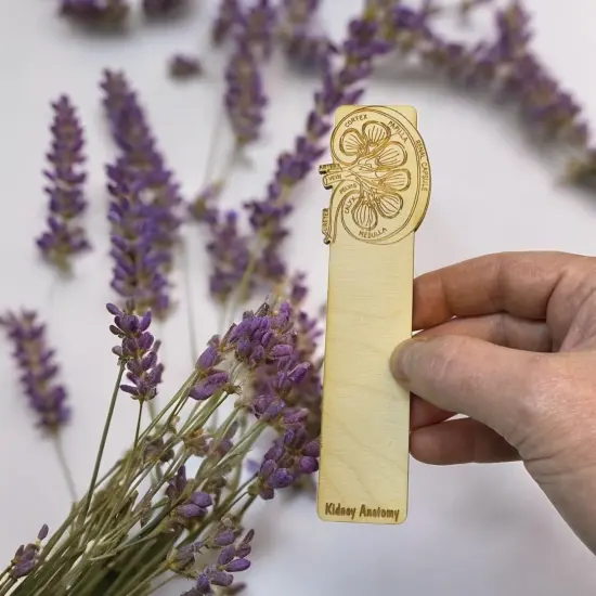 Bookmark - Kidney Anatomy - Birch wood {5}