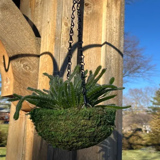 6" MOSS Hanging Basket - Circle Basket {3}