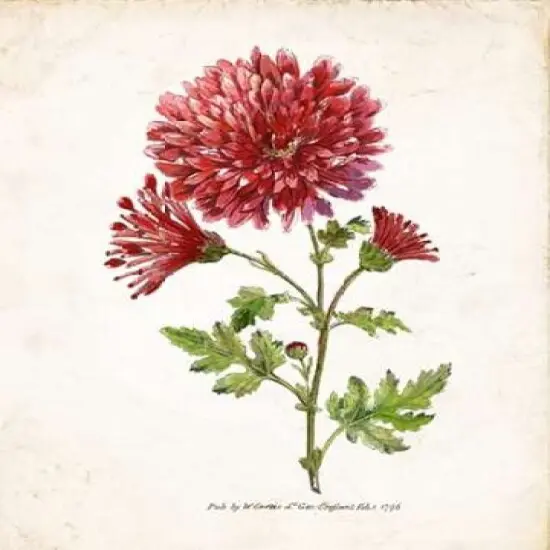 Botanical III Poster Print by Nan - Item # VARPDX17437 {1}